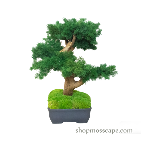 Bonsai-scape (4-088 w/ MF)