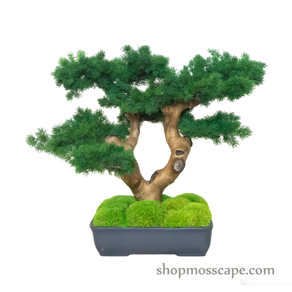 Bonsai-scape (4-088 w/ MF)