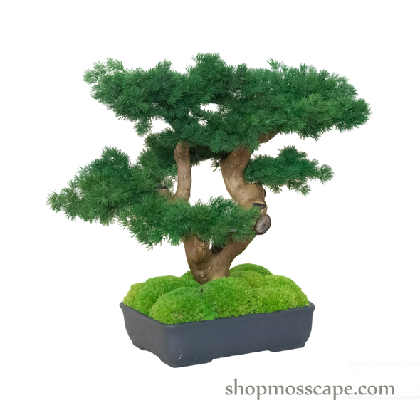 Bonsai-scape (4-088 w/ MF)