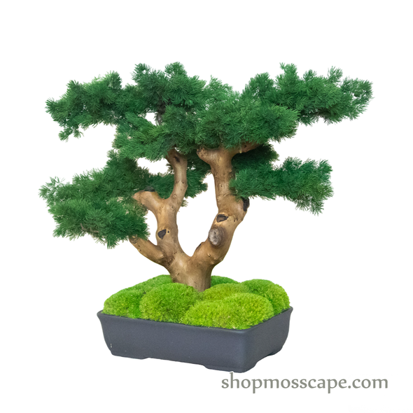 Bonsai-scape (4-088 w/ MF)