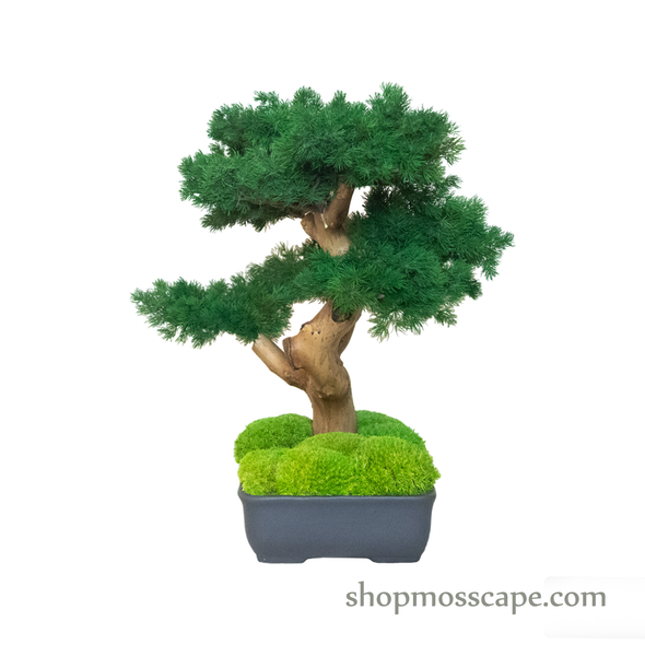 Bonsai-scape (4-088 w/ MF)