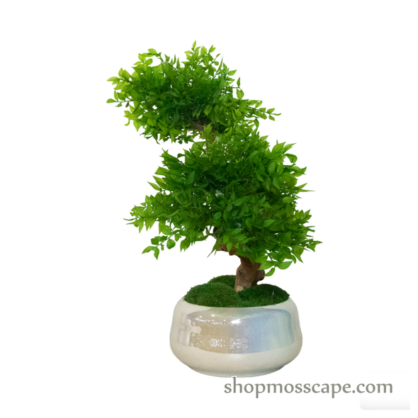 Bonsai-scape (6-004 w/ RS)