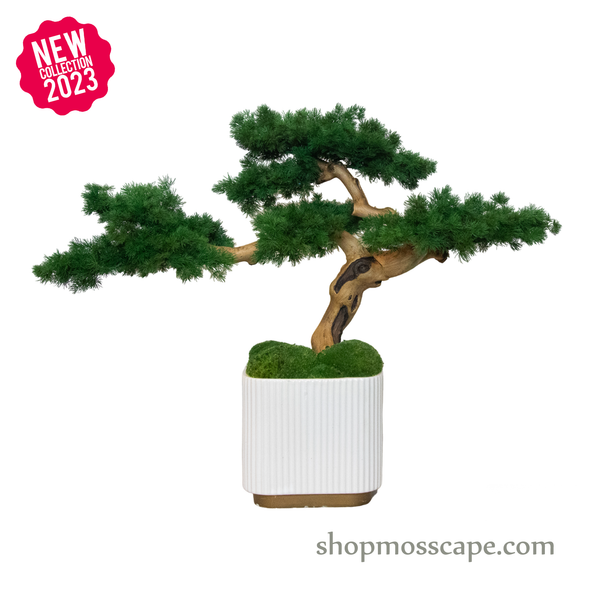 Bonsai-scape (4-091 w/ MF)