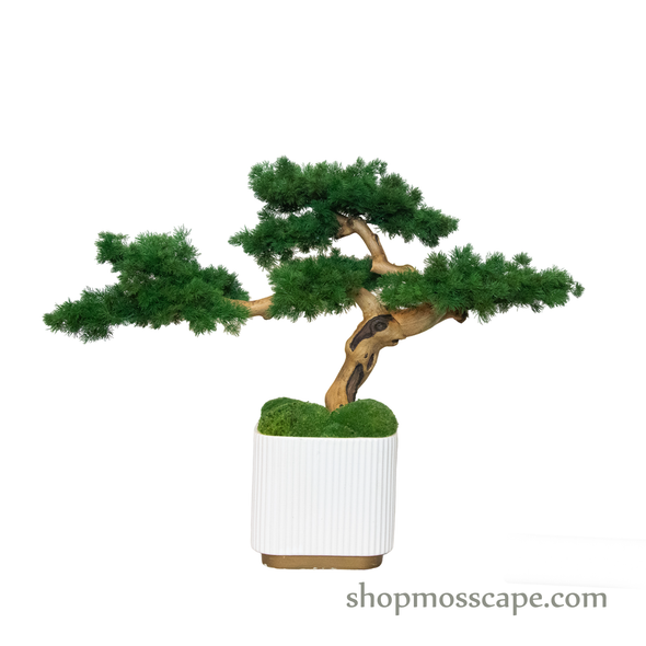 Bonsai-scape (4-091 w/ MF)