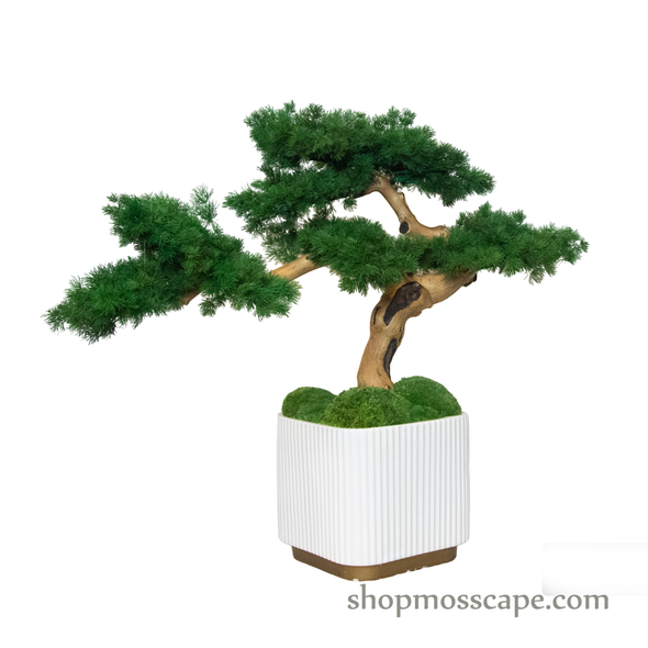 Bonsai-scape (4-091 w/ MF)