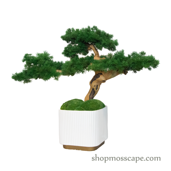 Bonsai-scape (4-091 w/ MF)
