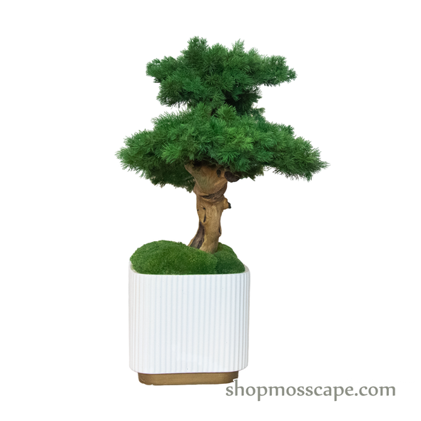 Bonsai-scape (4-091 w/ MF)