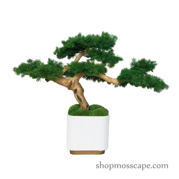Bonsai-scape (4-091 w/ MF)