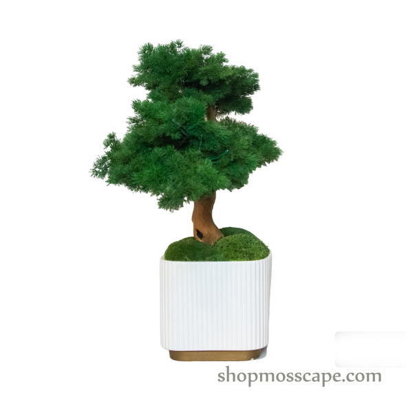 Bonsai-scape (4-091 w/ MF)