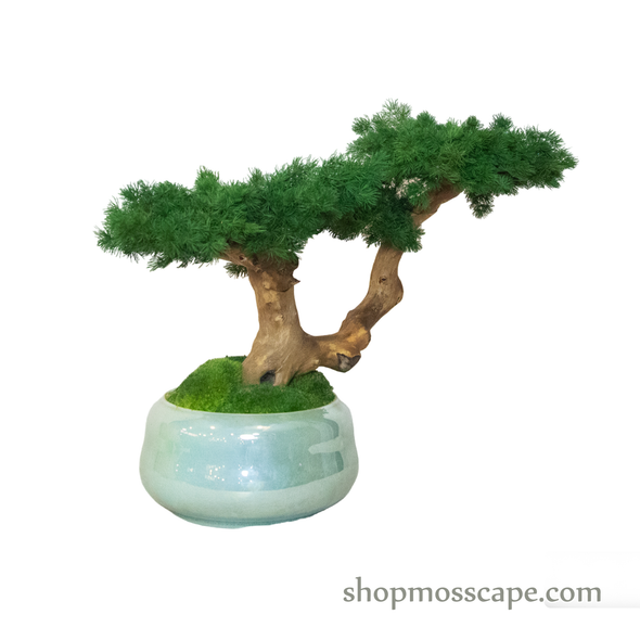 Bonsai-scape (4-092 w/ MF)