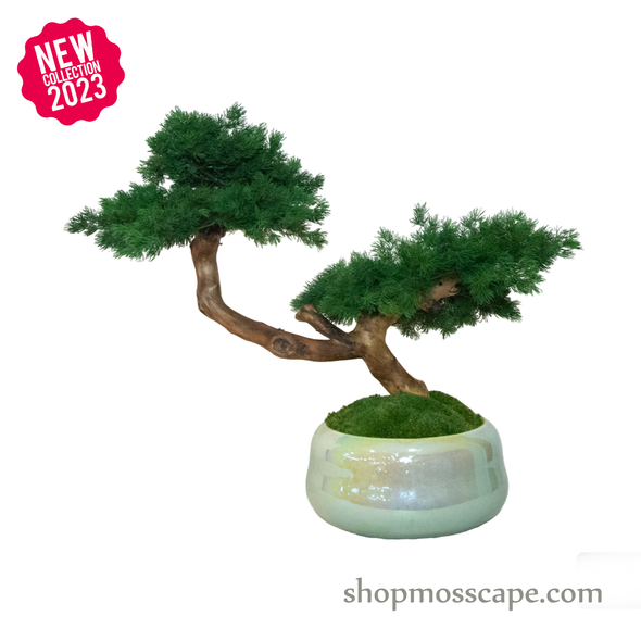 Bonsai-scape (4-093 w/ MF)