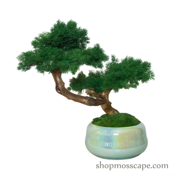 Bonsai-scape (4-093 w/ MF)