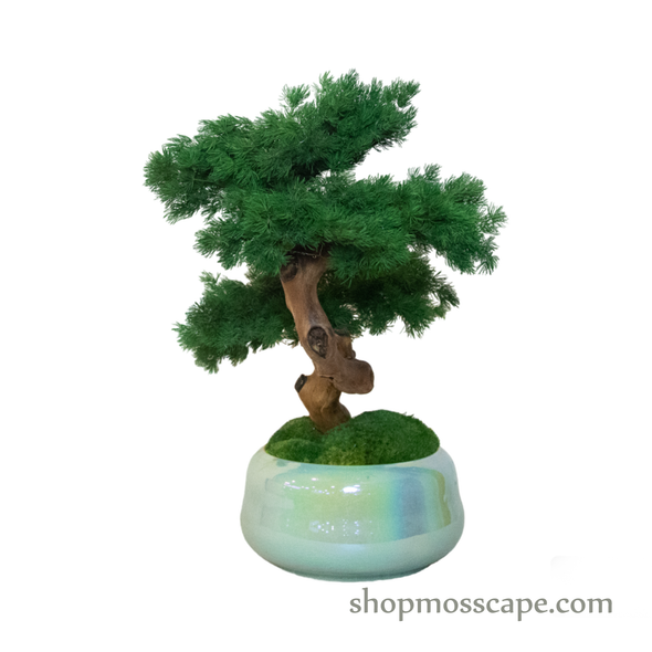 Bonsai-scape (4-093 w/ MF)