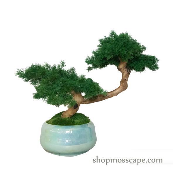 Bonsai-scape (4-093 w/ MF)
