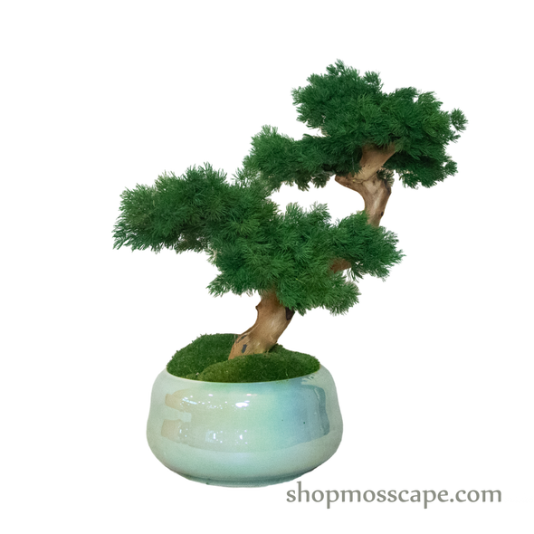 Bonsai-scape (4-093 w/ MF)