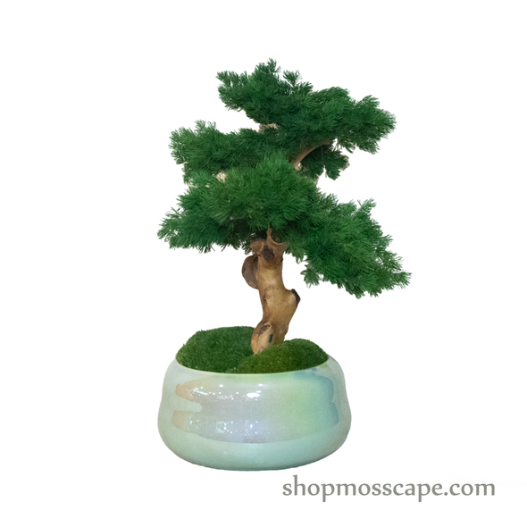 Bonsai-scape (4-093 w/ MF)
