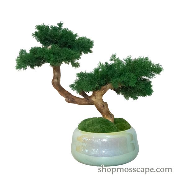 Bonsai-scape (4-093 w/ MF)
