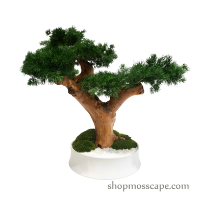 Verdant Whisper | BS 78014 MF