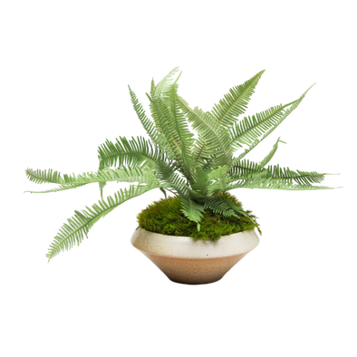 Preserved Mountain Fern | Preserved Plants (9801 w/ MF)