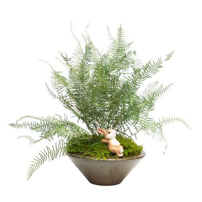 Preserved Sea Star Fern | Preserved Plants (1682 w/ SSF)