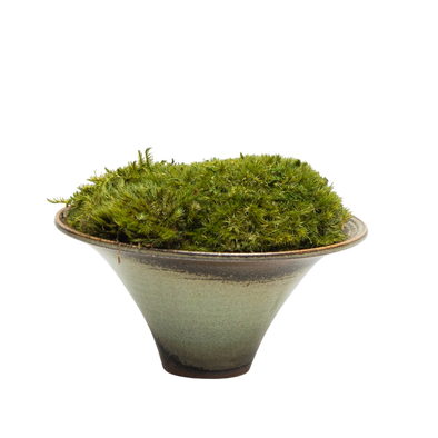 Preserved Moss | Preserved Plants (5802 w/ M)