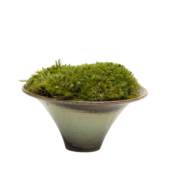 Preserved Moss | Preserved Plants (5802 w/ M)