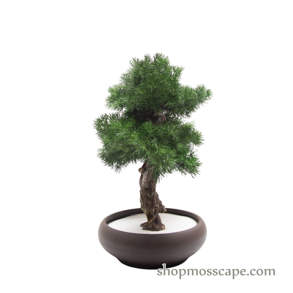 Botanic Poise  | BS (4801 w/ MF)