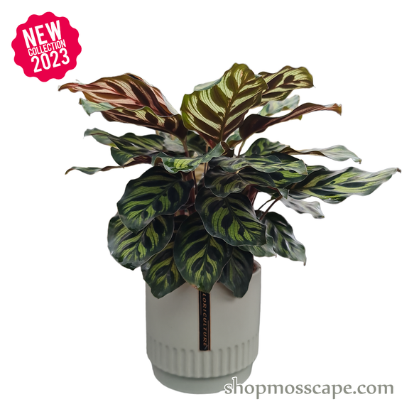 Calathea Makoyana in Beige Round Ceramic pot