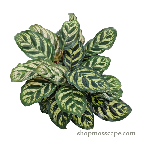 Calathea Makoyana in Beige Round Ceramic pot