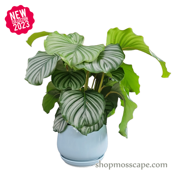 Calathea orbifolia in Light Blue Round Ceramic Pot