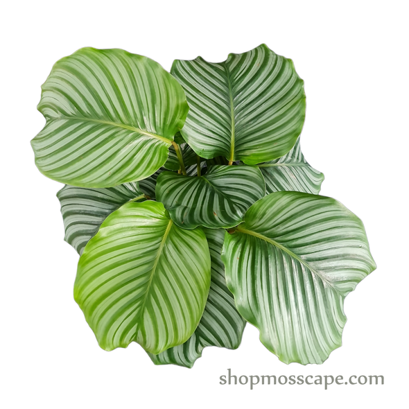 Calathea orbifolia in Light Blue Round Ceramic Pot