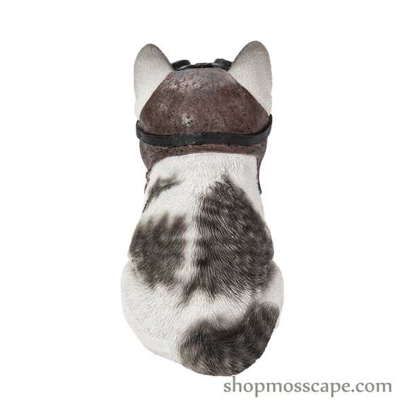 Cat with Helmet