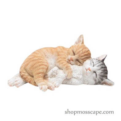 Couple Sleeping Kittens