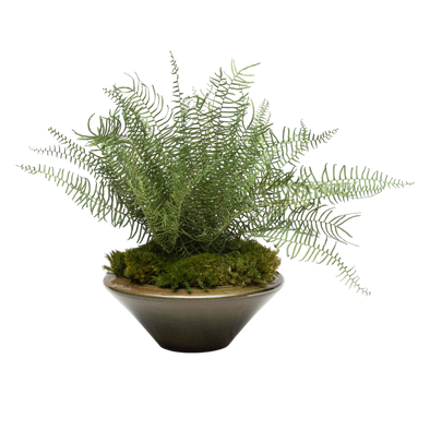 Preserved Sea Star Fern | Preserved Plants (1683 w/ SSF)