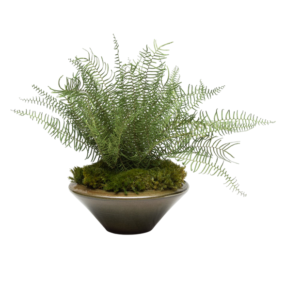 Preserved Sea Star Fern | Preserved Plants (1683 w/ SSF)