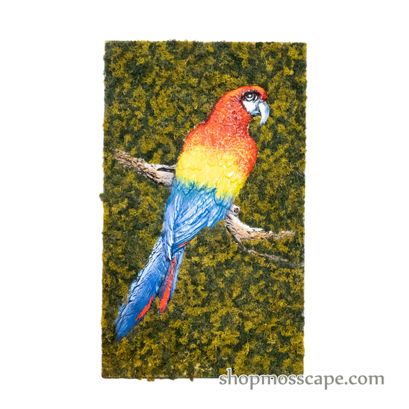 Scarlet Macaw | Framed Moss Art (057)