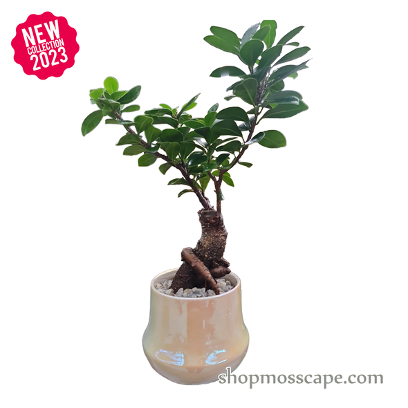 Ficus Microcarpa Bonsai in Gourd Shaped Ceramic pot