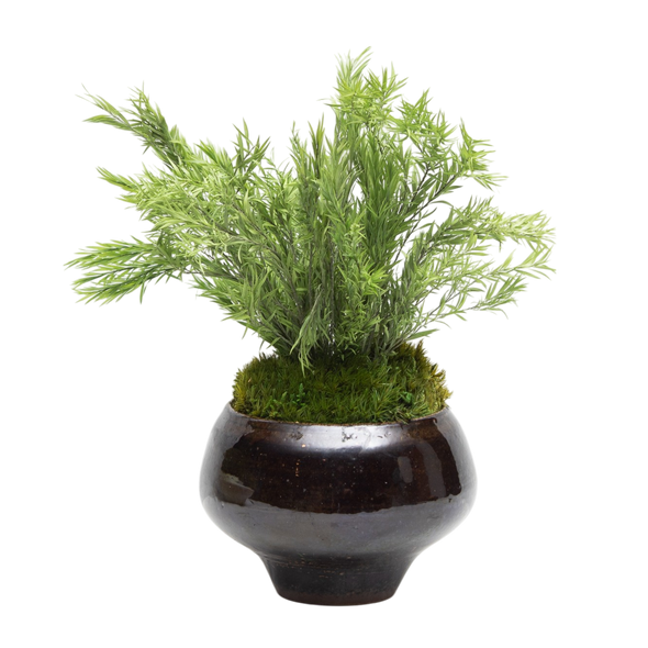 Preserved Tea Tree | Preserved Plants (7801 w/ TT)