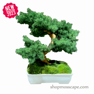Bonsai-scape (4-099 w/ MF)