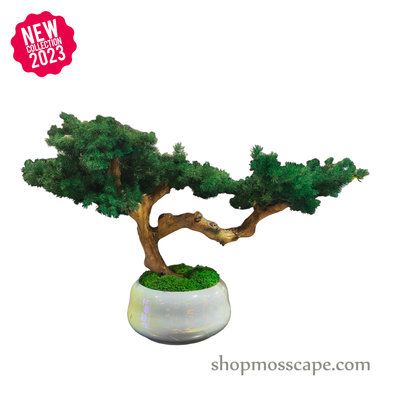 Bonsai-scape (4-100 w/ MF)