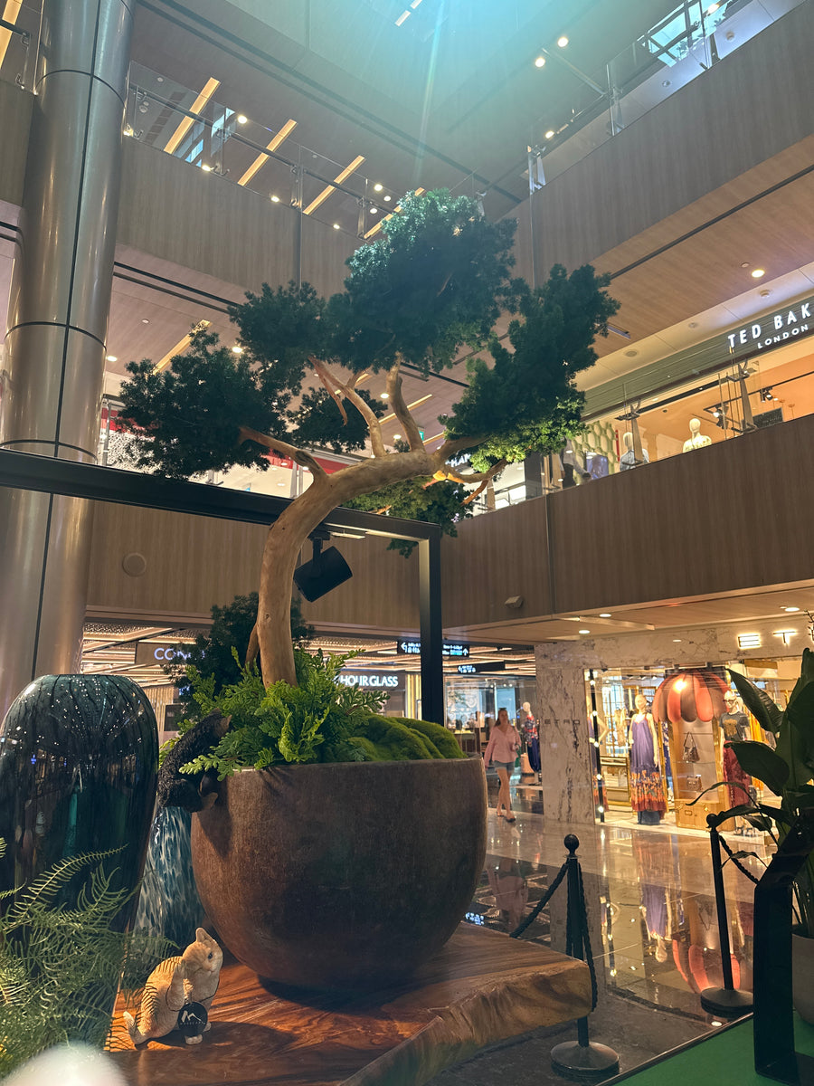 Preserved Ming Fern Tree 3888 – shopmosscape