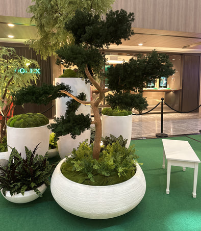 Preserved Ming Fern Tree in LC061 white pot 4888