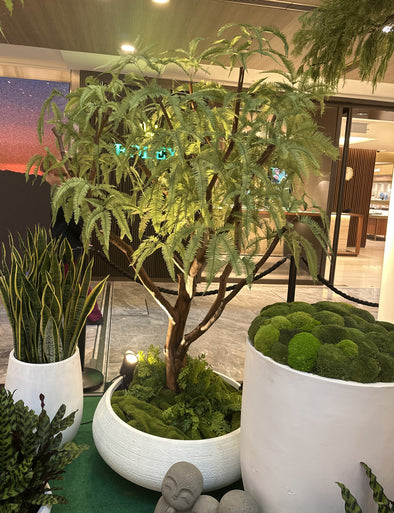 Preserved Mountain Fern Tree 1888