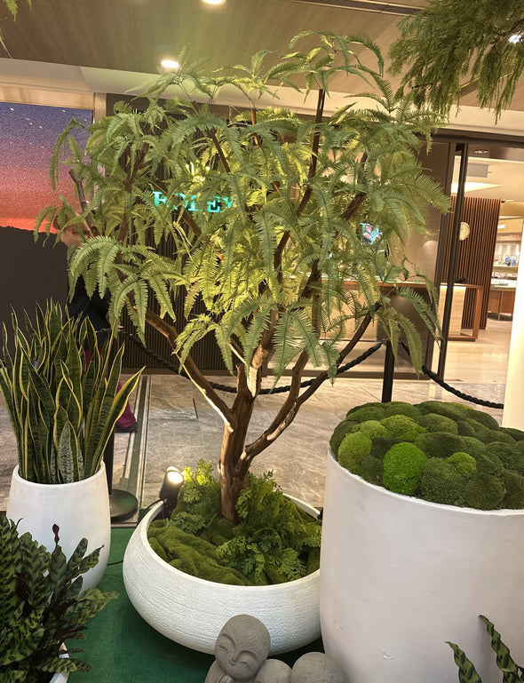 Preserved Mountain Fern Tree 1888