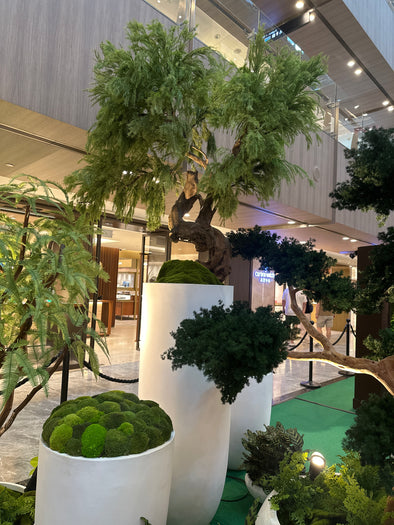 Preserved Mountain Sea Star Tree in Tall white pot 4888