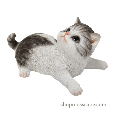 Kitten Looking Back Right