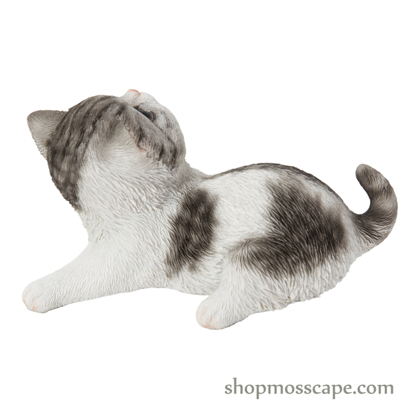 Kitten Looking Back Right