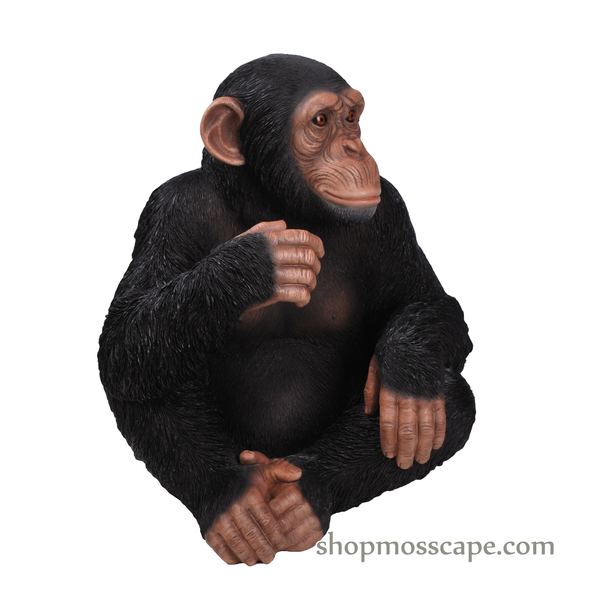 Knee Up Chimpanzee