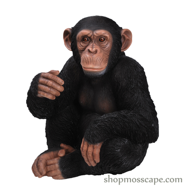 Knee Up Chimpanzee