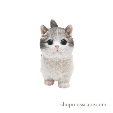 Looking Up Munchkin Cat